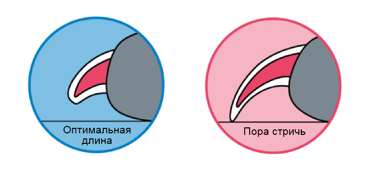 nail1 Как стричь когти собаке - Блог SUPERPET