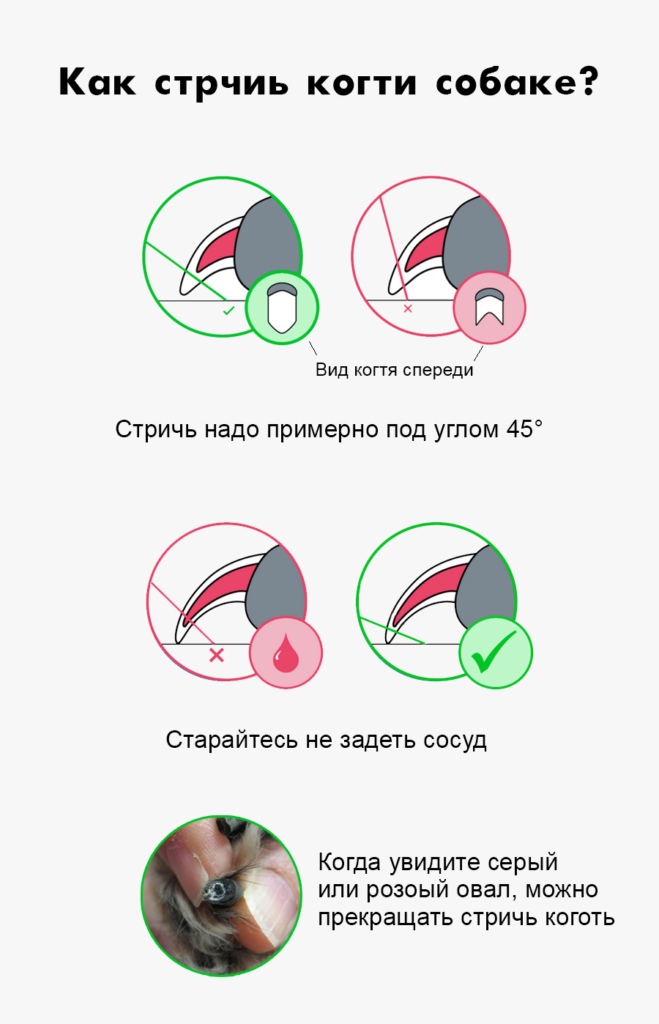 nail2 Как стричь когти собаке - Блог SUPERPET
