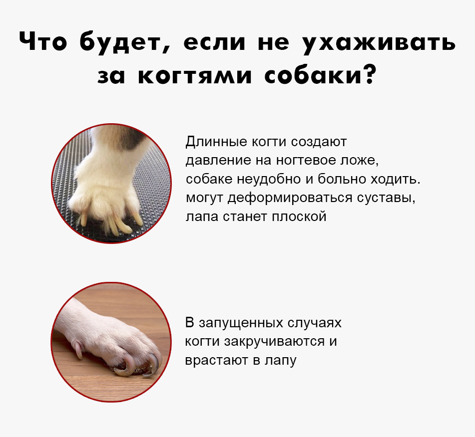nails 1 Как стричь когти собаке - Блог SUPERPET