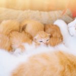Уход за кошкой во время беременности и подготовка к родам - Блог SUPERPET