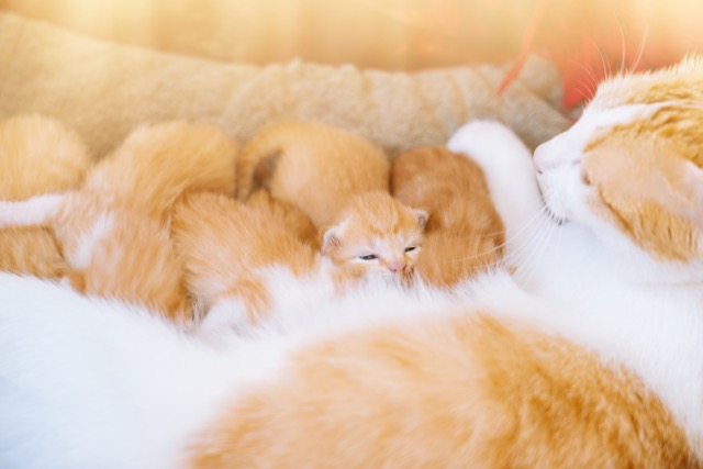Уход за кошкой во время беременности и подготовка к родам - Блог SUPERPET
