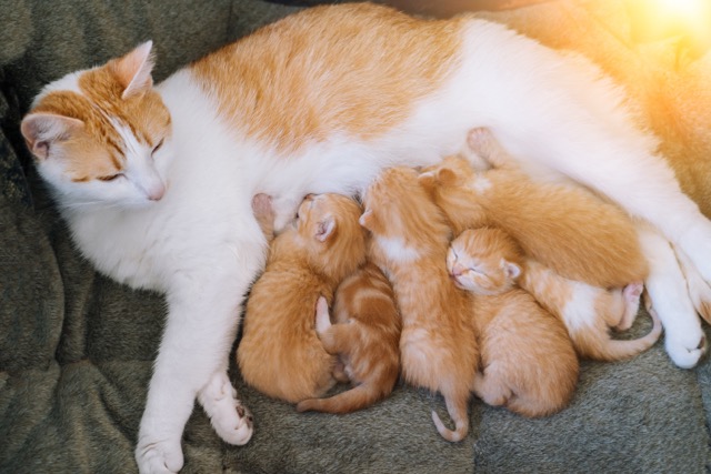 newborn baby red cat drink their mothers milk srednij Уход за кошкой во время беременности и подготовка к родам - Блог SUPERPET