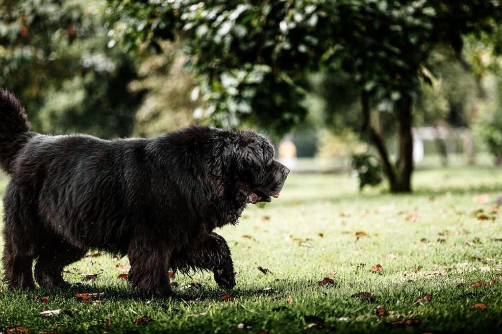 newfoundland dog 6809305 1280 1 1 Какие породы собак самые крупные - Блог SUPERPET