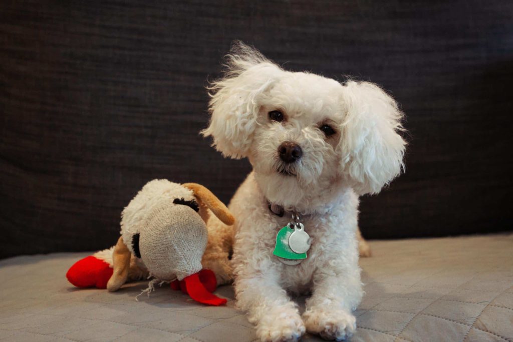 noelle nmuptrekdoe unsplash 1 Топ самых популярных пород собак в России и мире - Блог SUPERPET