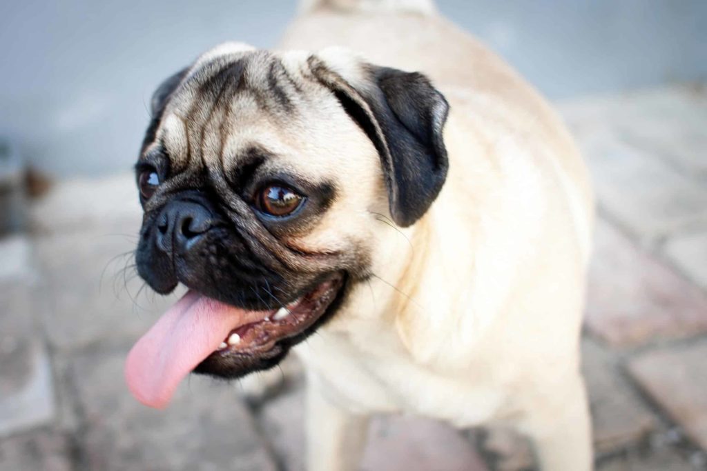 peter oertel pwx jnfvadw unsplash 1 Топ самых популярных пород собак в России и мире - Блог SUPERPET