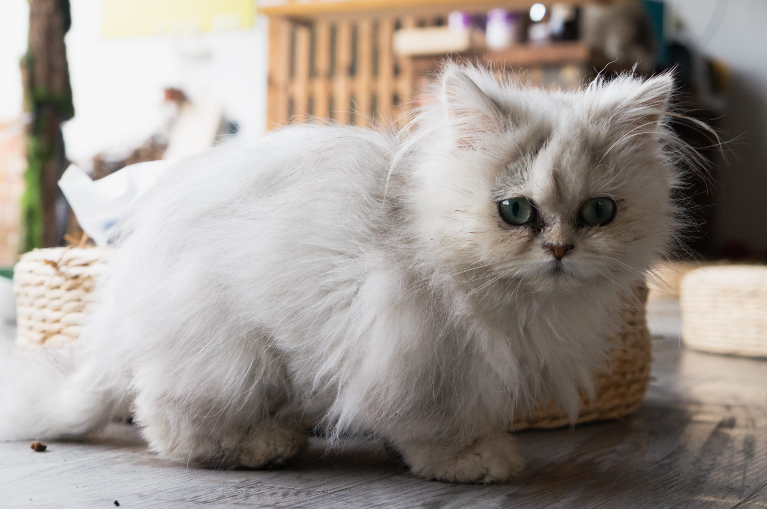 pexels 15529510 scaled Лишай у кошек: особенности, методы лечения - Блог SUPERPET