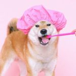 Зубы у щенков: когда появляются и как меняются - Блог SUPERPET