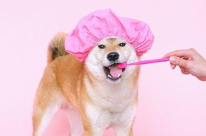 Зубы у щенков: когда появляются и как меняются - Блог SUPERPET