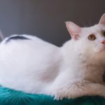 Мочекаменная болезнь у котов: что это и как лечить - Блог SUPERPET
