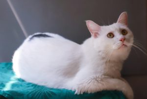 Мочекаменная болезнь у котов: что это и как лечить - Блог SUPERPET
