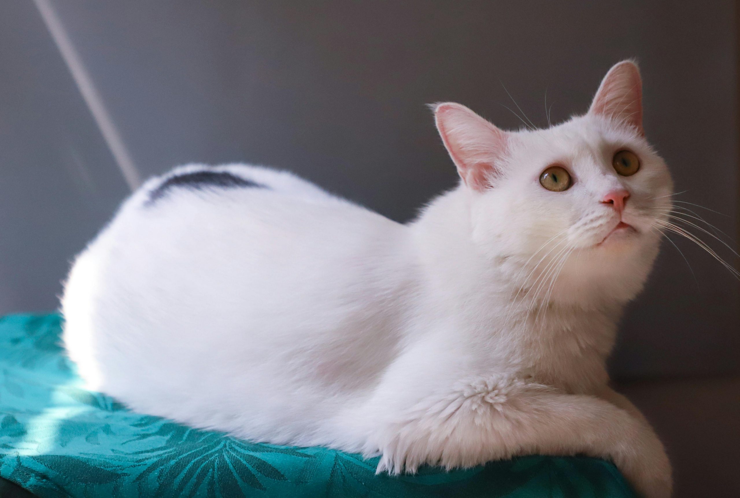 Мочекаменная болезнь у котов: что это и как лечить - Блог SUPERPET