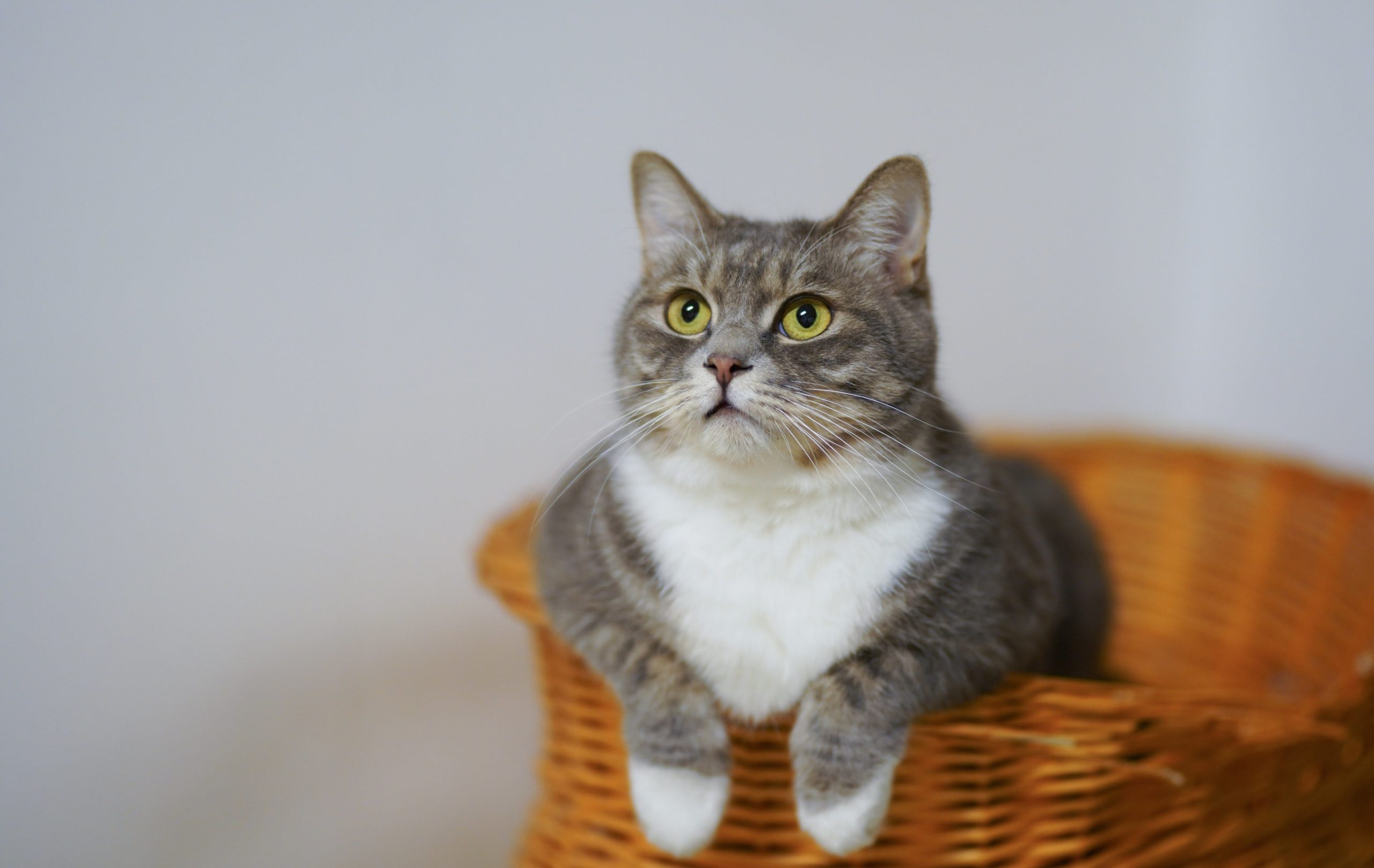pexels cats coming 1543793 scaled Чем и сколько раз в день кормить кормящую кошку: рацион питания после родов - Блог SUPERPET