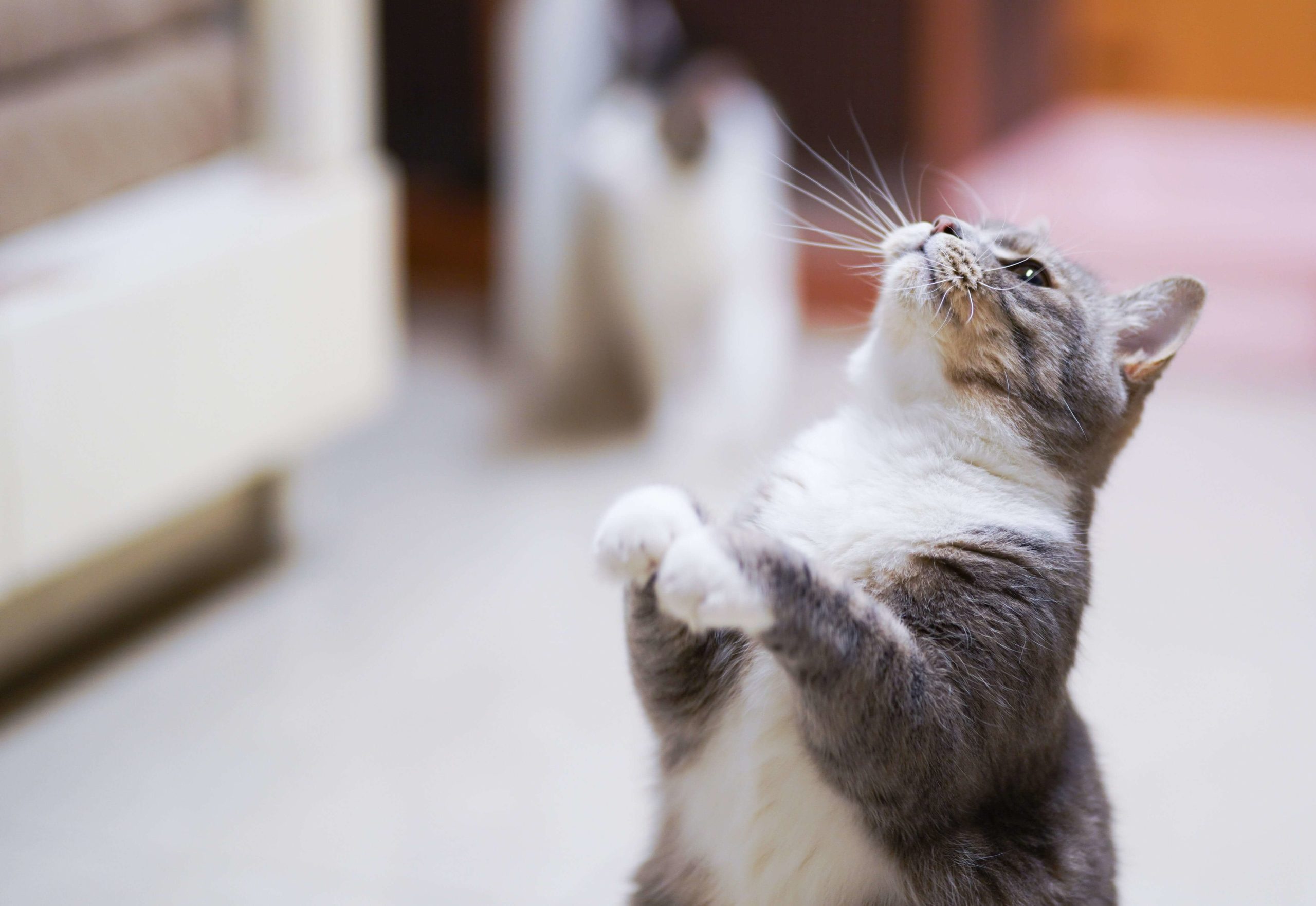 pexels cats coming 1543801 1 scaled Какие овощи и фрукты можно кошкам. В каком виде и сколько. С кормом или отдельно. Что полезно, а что нет. - Блог SUPERPET