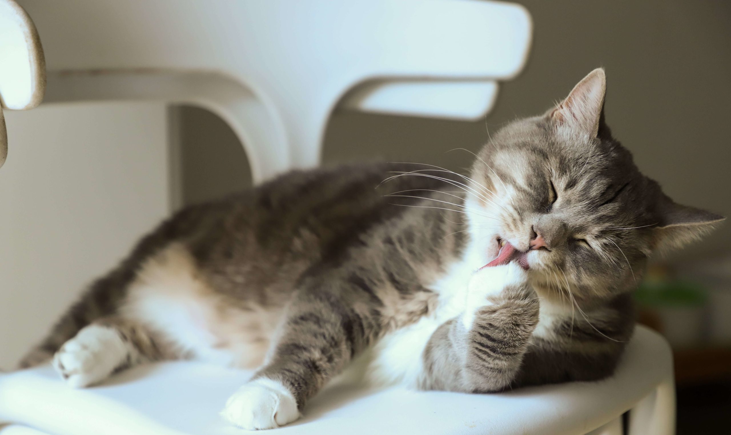 pexels cats coming 3712095 1 1 scaled Какие овощи и фрукты можно кошкам. В каком виде и сколько. С кормом или отдельно. Что полезно, а что нет. - Блог SUPERPET
