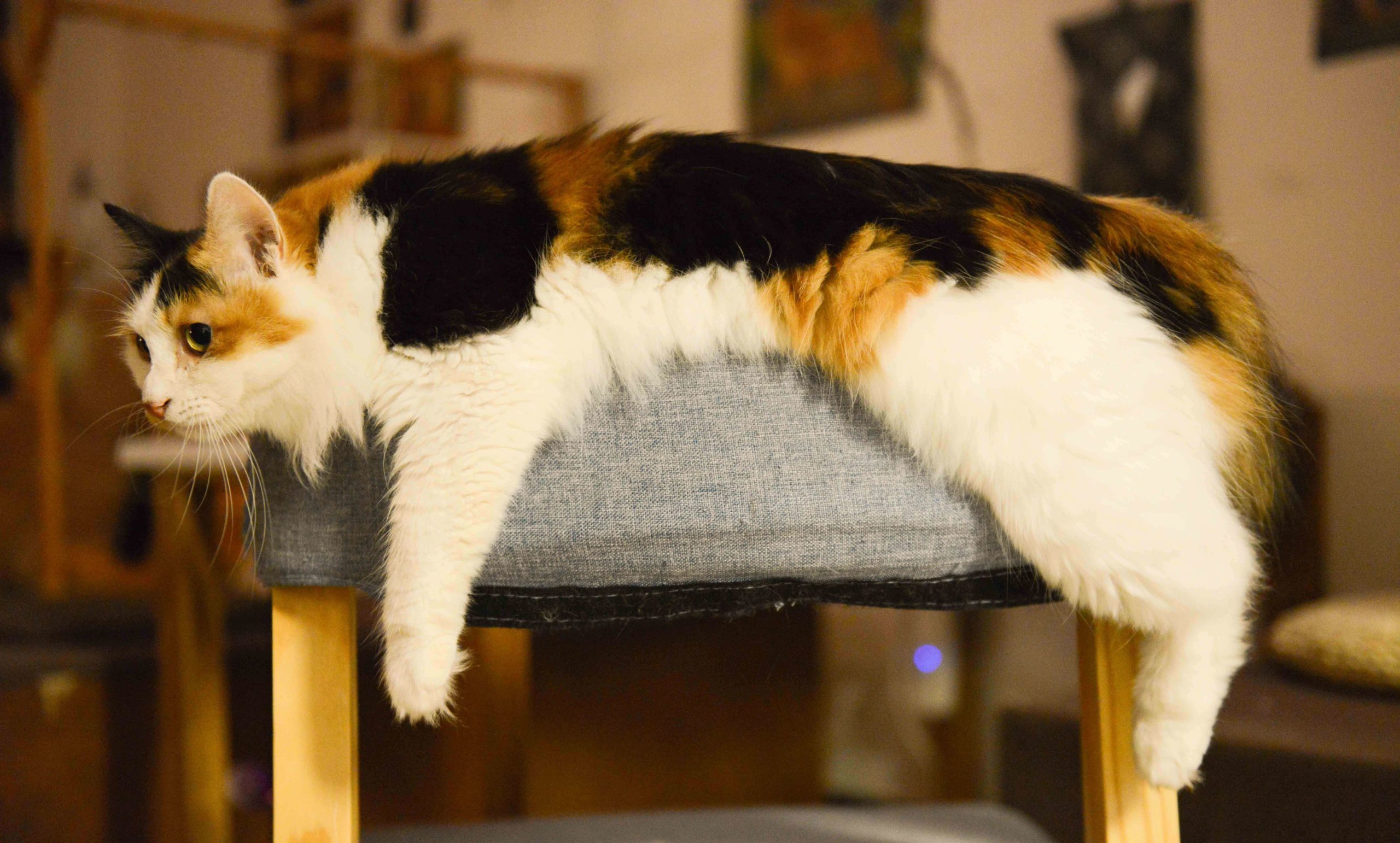 pexels cats coming 674570 1 scaled Чем кормить кастрированных котов: как правильно кормить в домашних условиях после кастрации - Блог SUPERPET