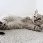 Успокоительный препарат для кошки: показания к приему успокоительных средств для кошек - Блог SUPERPET