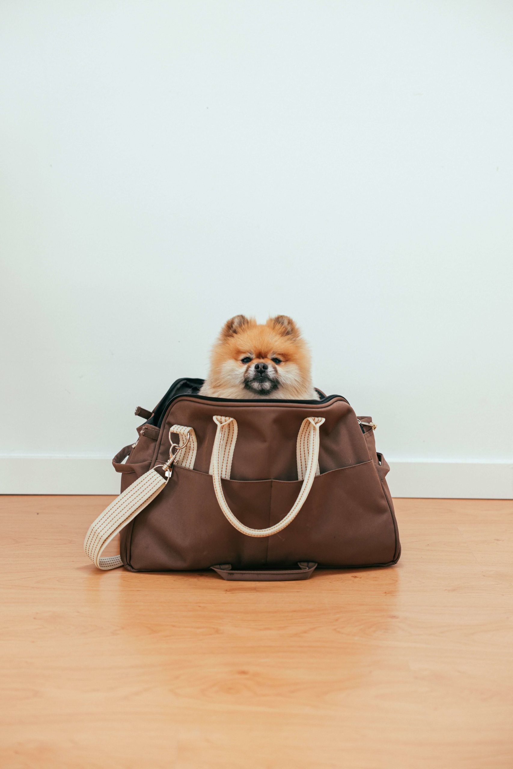 pexels cup of couple 8473674 1 scaled Правила перевозки кошек и собак в самолете - Блог SUPERPET