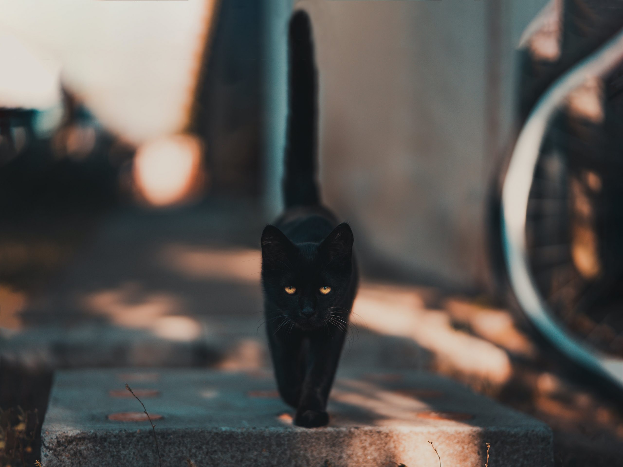 Что делать, если кошка просится на улицу - Блог SUPERPET