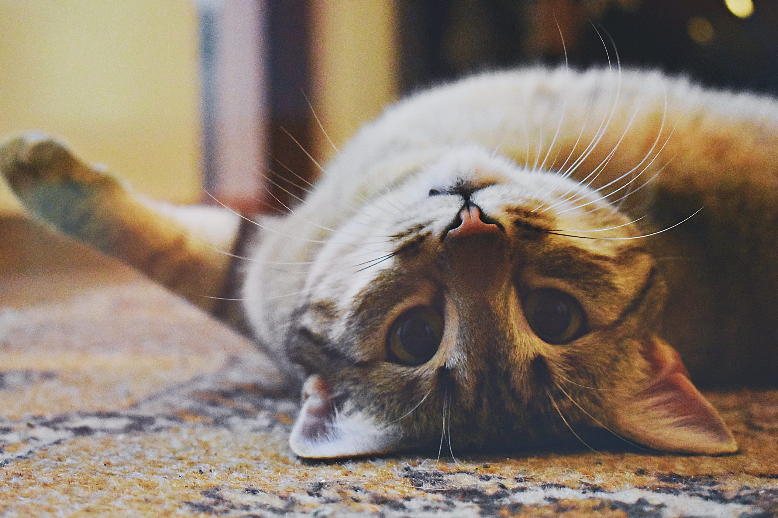 pexels dids 1276553 scaled Течка у кошки - Блог SUPERPET