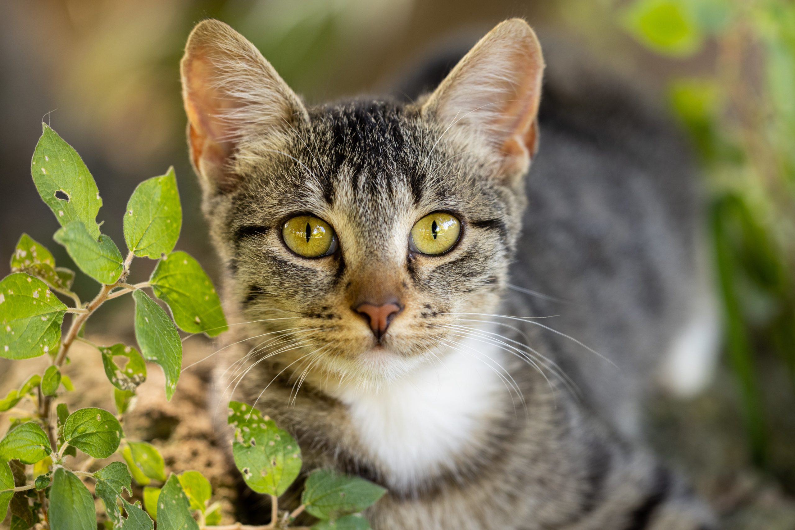 pexels engin akyurt 9881130 scaled Рвота у кошки: причины, лечение и профилактика - Блог SUPERPET