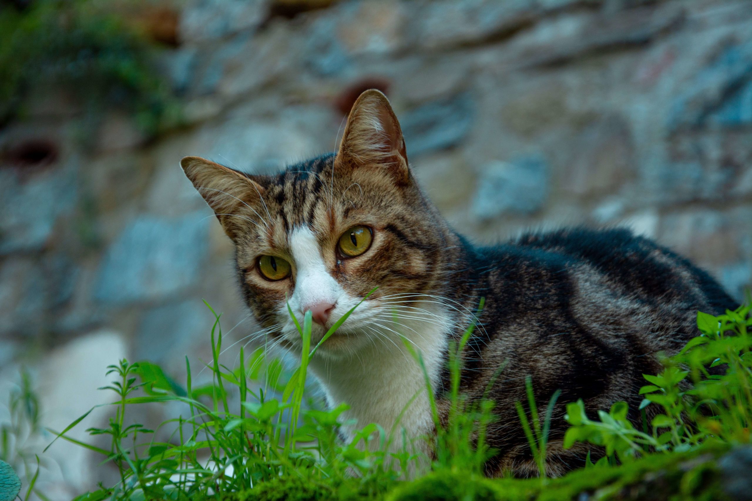 pexels eylul kusdili 10646121 1 scaled Какие овощи и фрукты можно кошкам. В каком виде и сколько. С кормом или отдельно. Что полезно, а что нет. - Блог SUPERPET