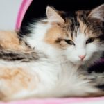 Токсоплазмоз у кошек - Блог SUPERPET