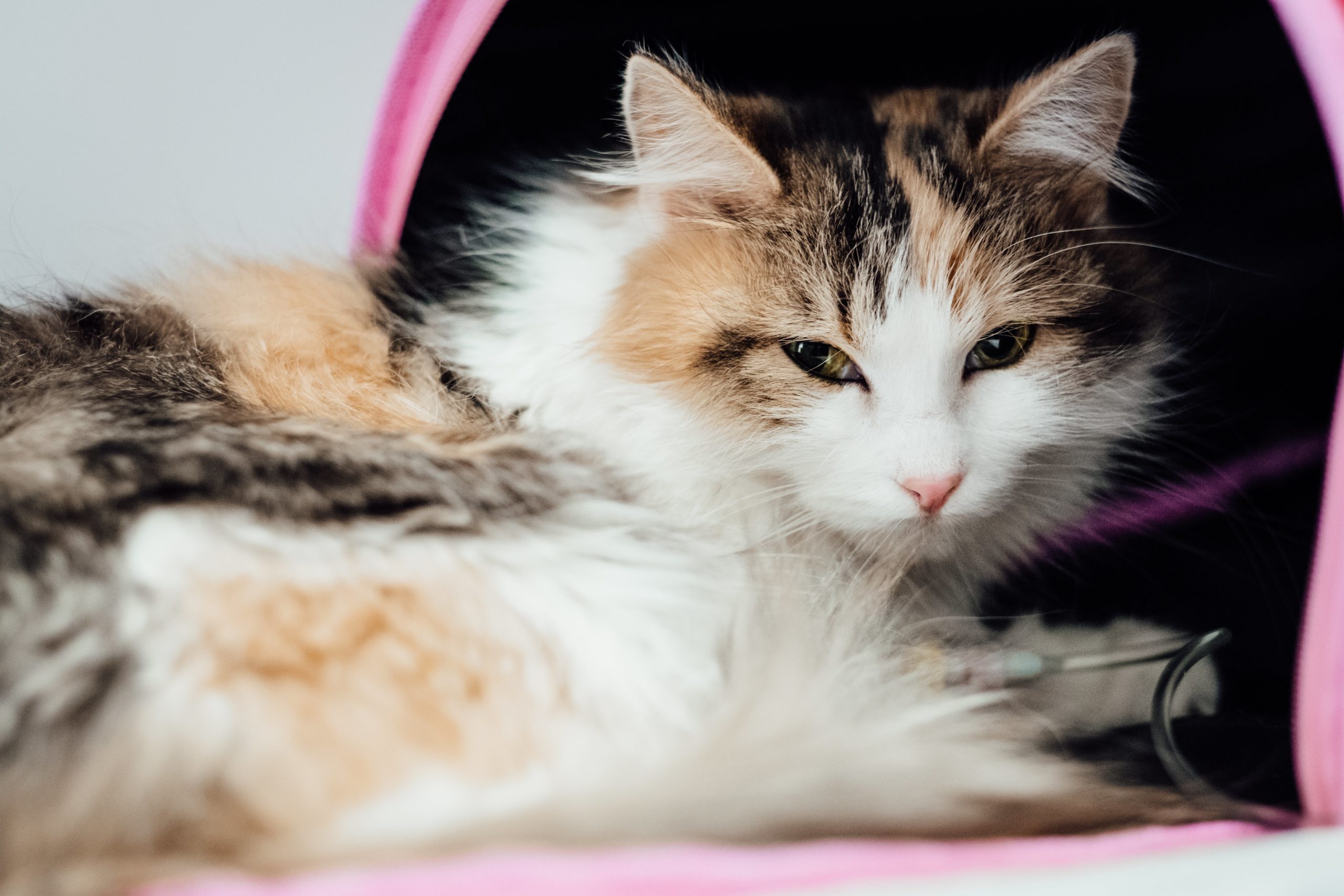 pexels freestocksorg 4074742 scaled Токсоплазмоз у кошек - Блог SUPERPET