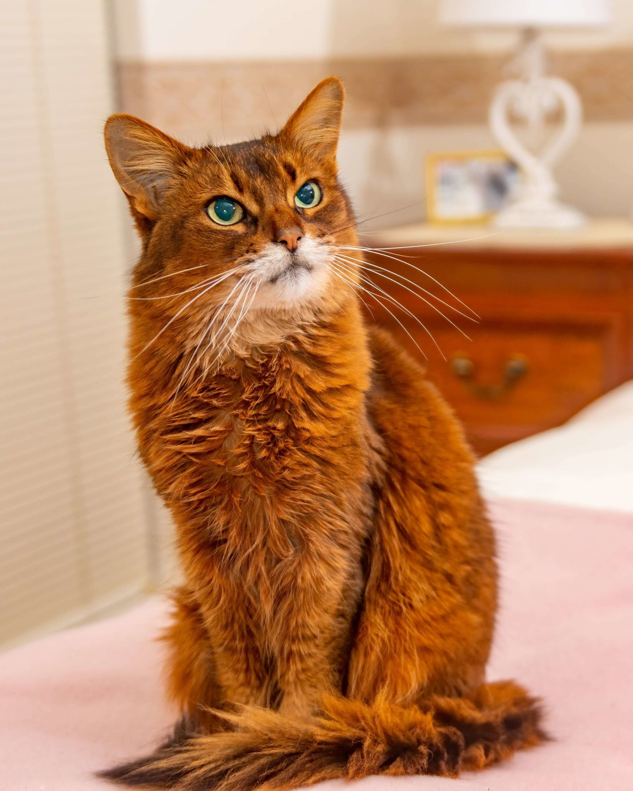 Породы рыжих кошек: особенности, названия пород, фото - Блог SUPERPET