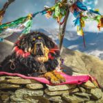 Какие породы собак самые крупные - Блог SUPERPET