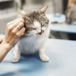 Лишай у кошек: особенности, методы лечения - Блог SUPERPET
