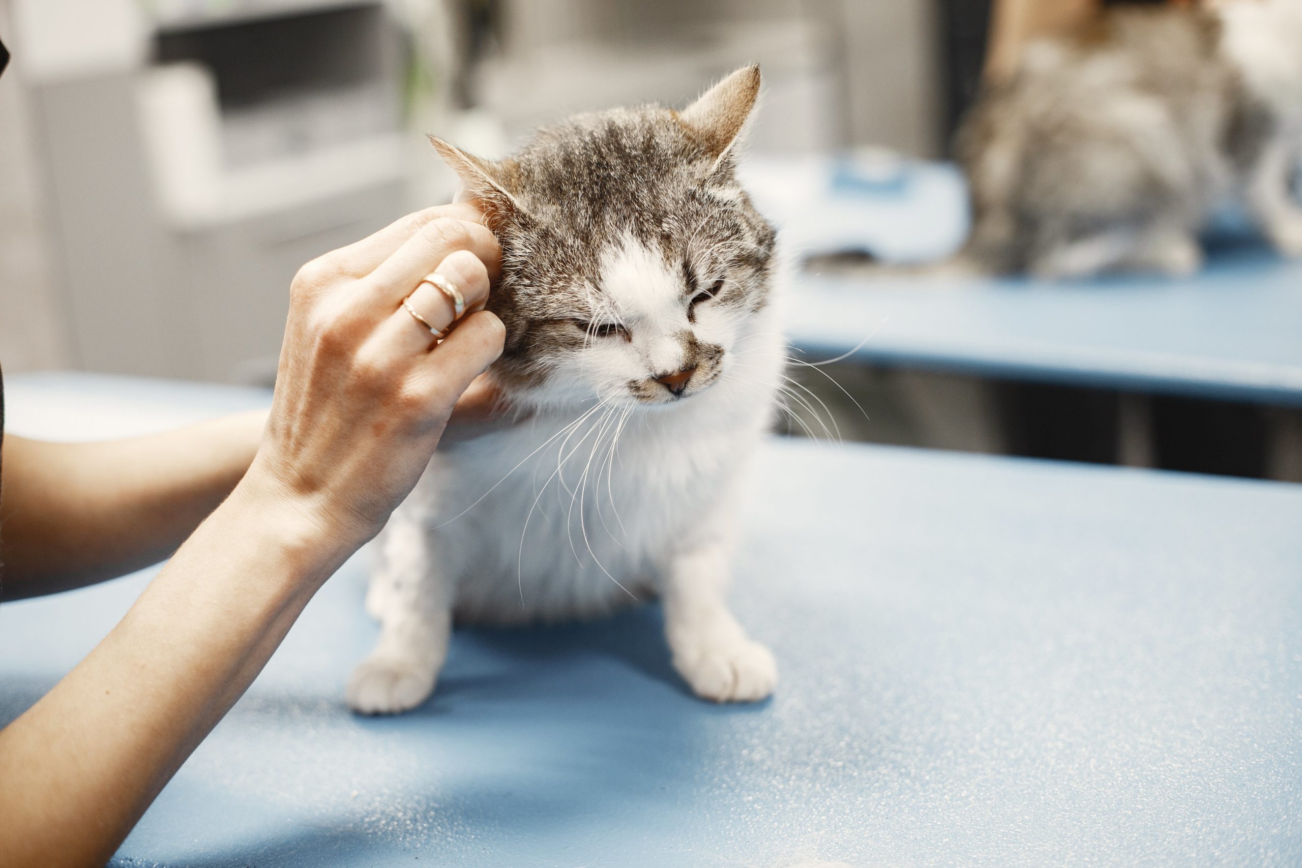 Почему у кошки выпадает шерсть: причины, симптомы, лечение - Блог SUPERPET