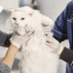 Чипирование кошек: зачем оно нужно и как проводится - Блог SUPERPET