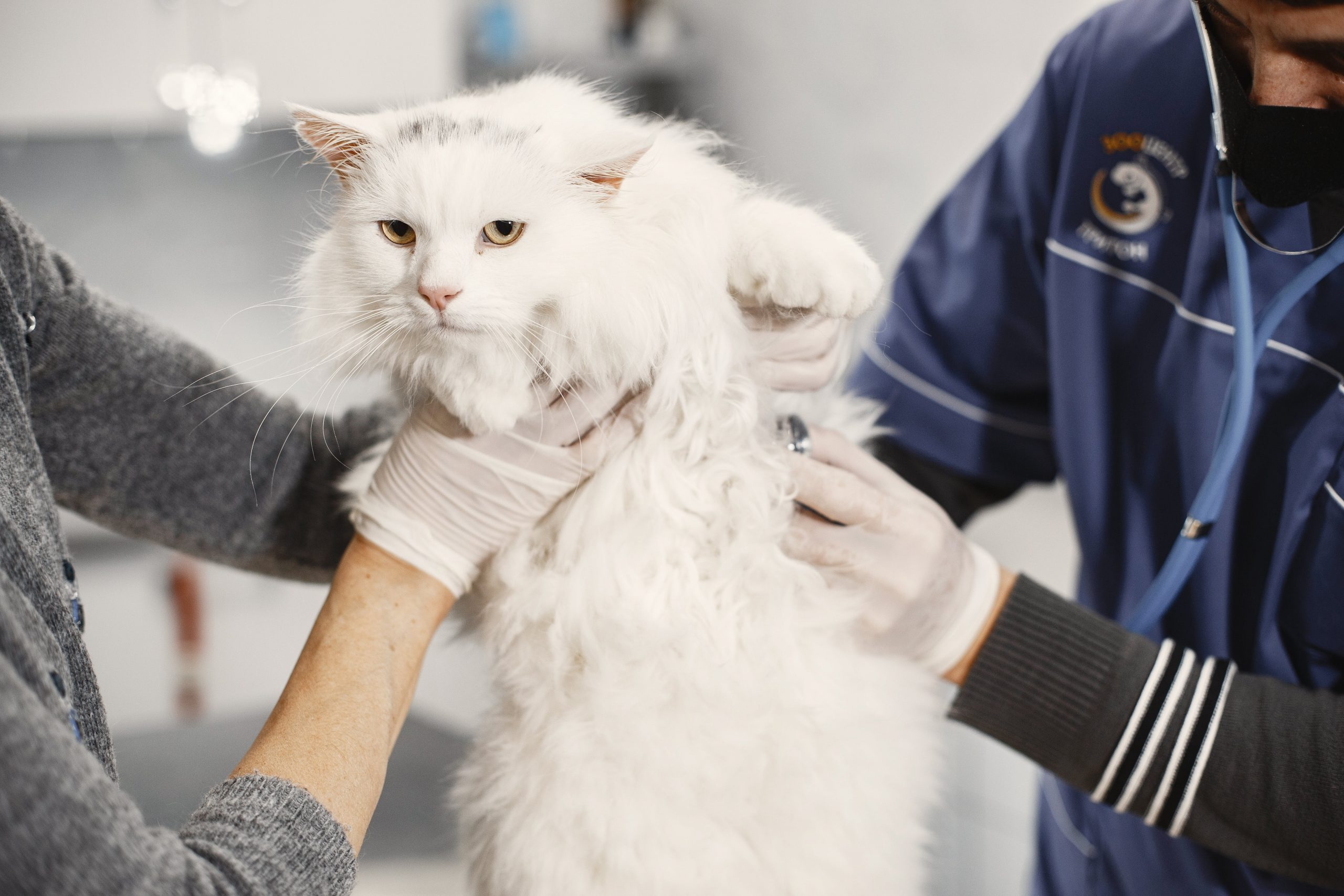 Чипирование кошек: зачем оно нужно и как проводится - Блог SUPERPET