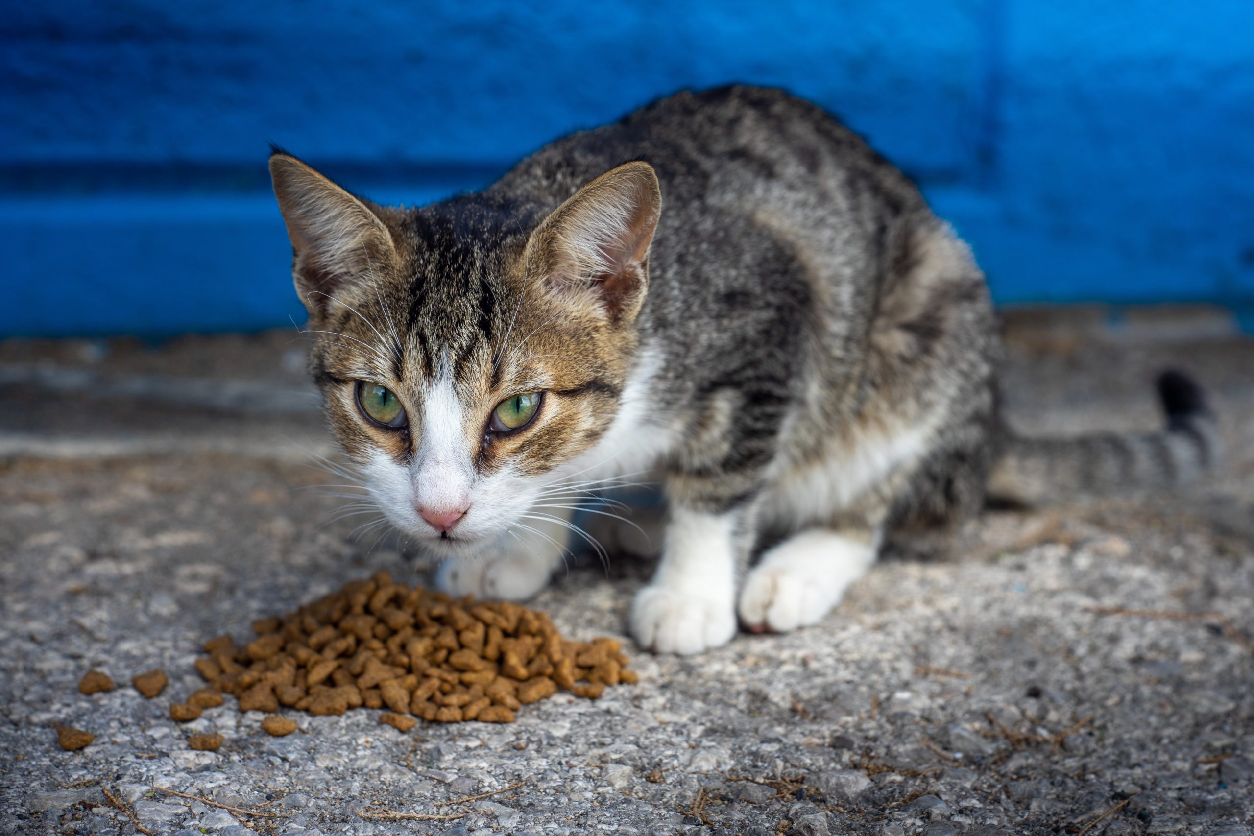 pexels gyozo morocz 16471497 scaled Как правильно кормить кошку - Блог SUPERPET