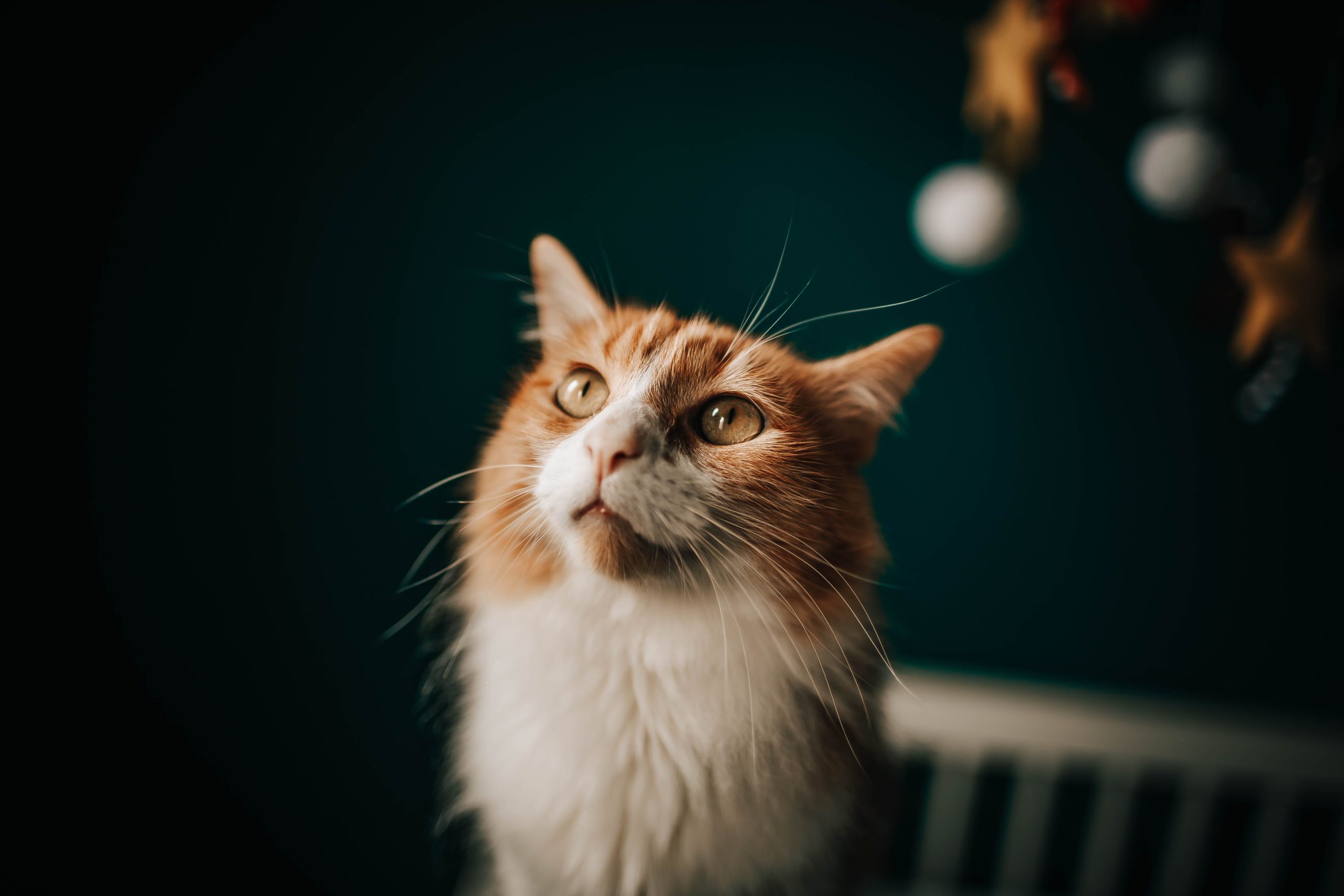 pexels helena lopes 4347501 scaled Течка у кошки - Блог SUPERPET