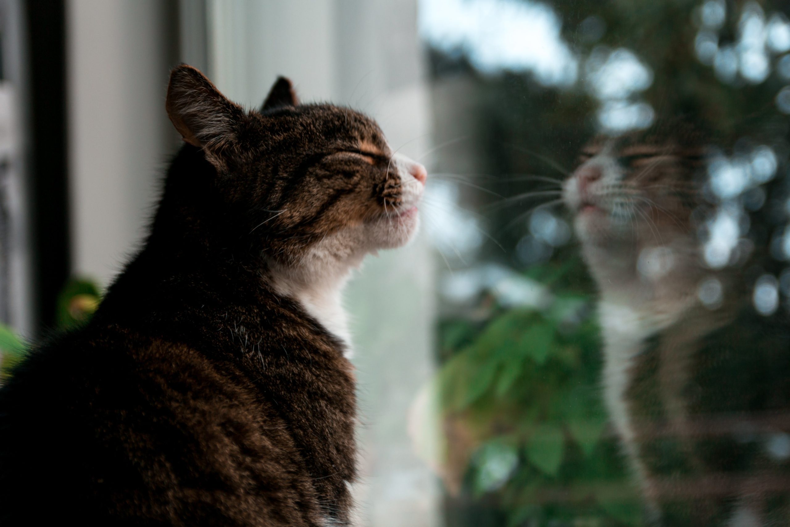 pexels julian majer 887773 scaled Течка у кошки - Блог SUPERPET