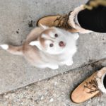 Стерилизация и кастрация щенка - Блог SUPERPET