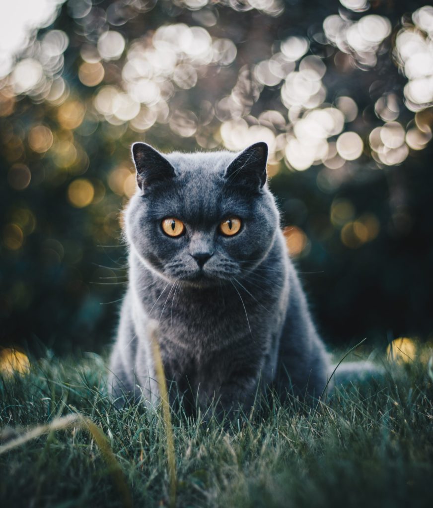 pexels kirsten buhne 1521304 Чем и сколько раз в день кормить кормящую кошку: рацион питания после родов - Блог SUPERPET