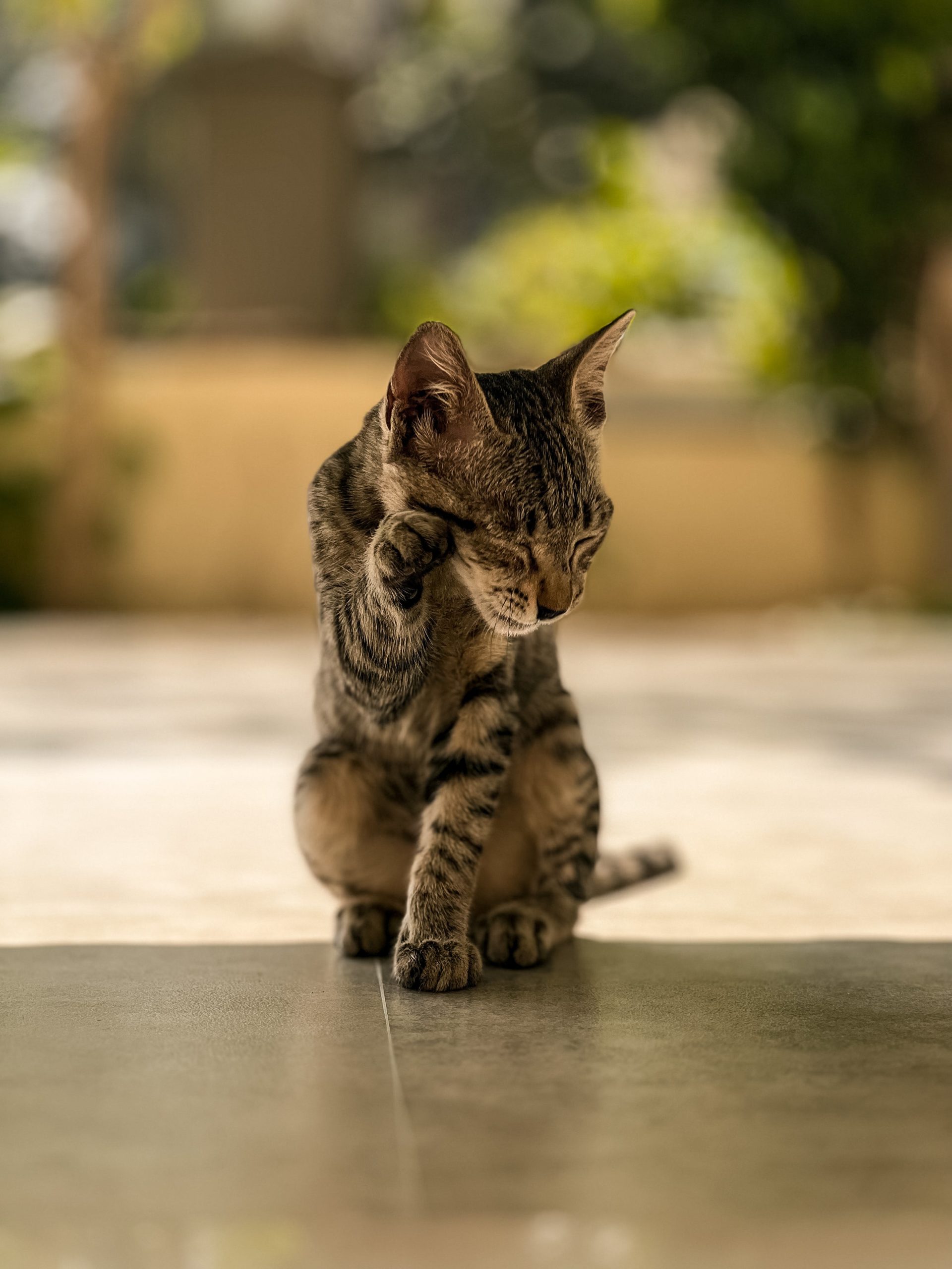 pexels manav patel 16173991 scaled Лишай у кошек: особенности, методы лечения - Блог SUPERPET