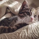 Почему кошки мурлыкают - Блог SUPERPET