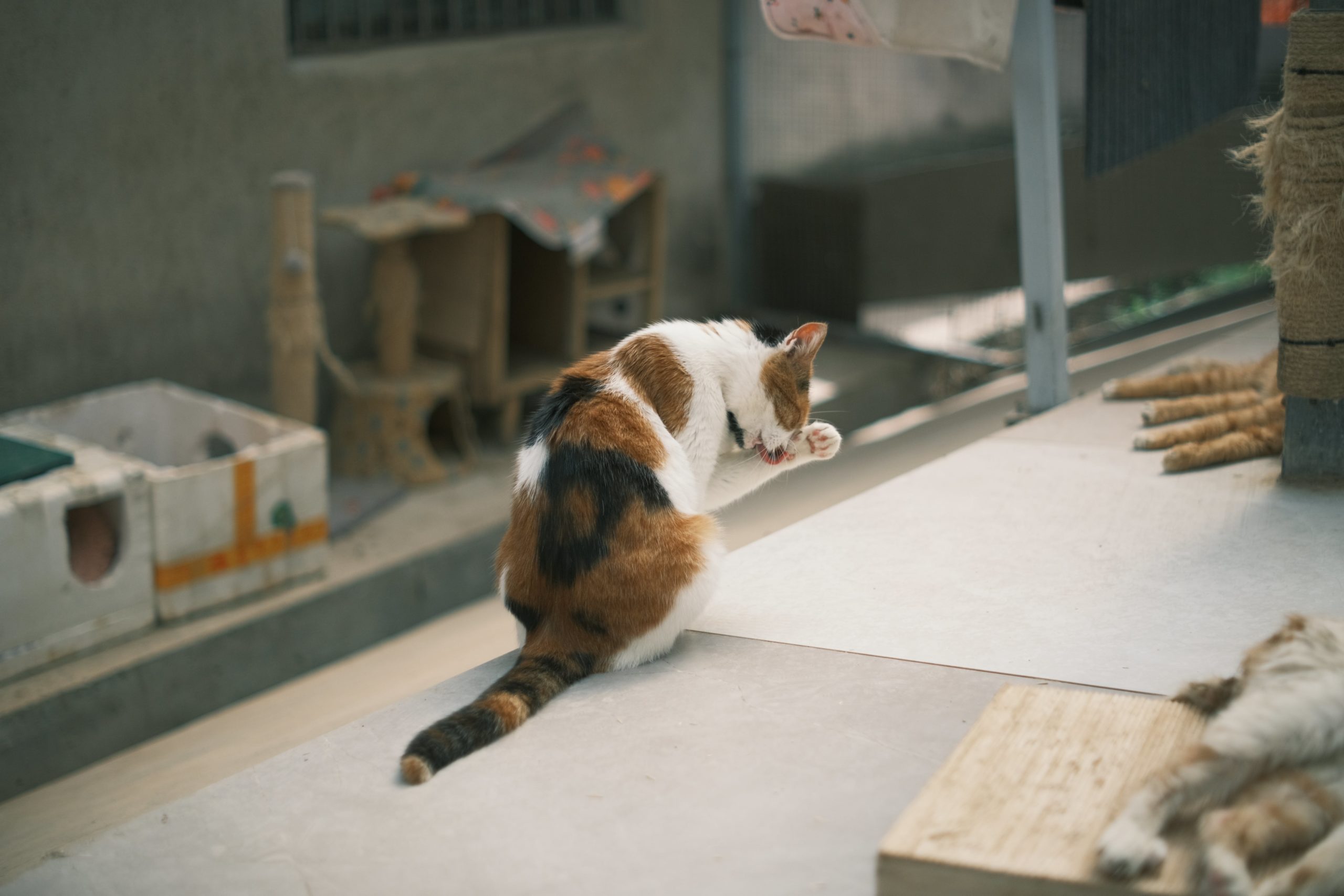 pexels mia x 16465618 scaled Лишай у кошек: особенности, методы лечения - Блог SUPERPET