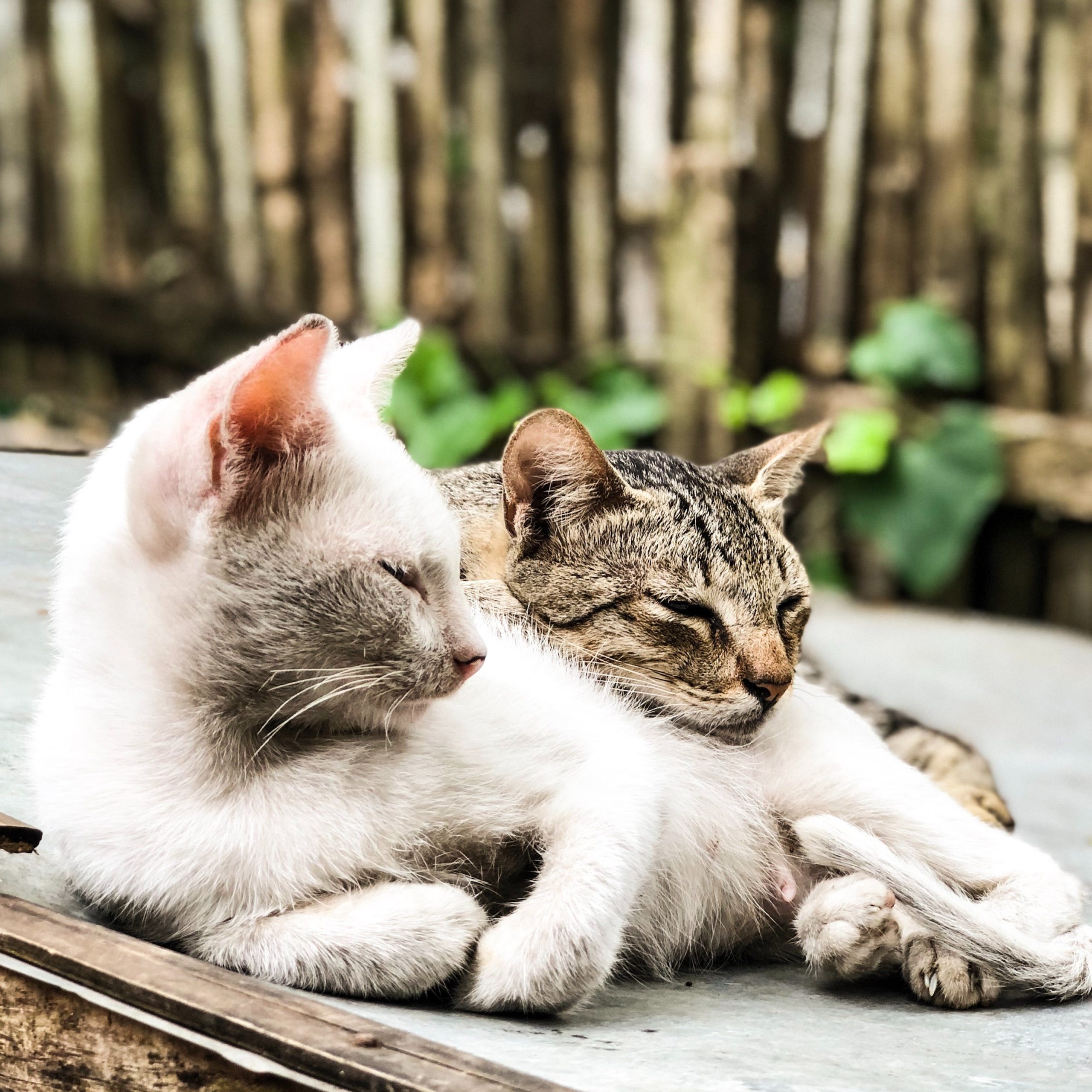 pexels ninz embalsado 1034832 scaled Чумка у кошек: симптомы, диагностика и лечение - Блог SUPERPET