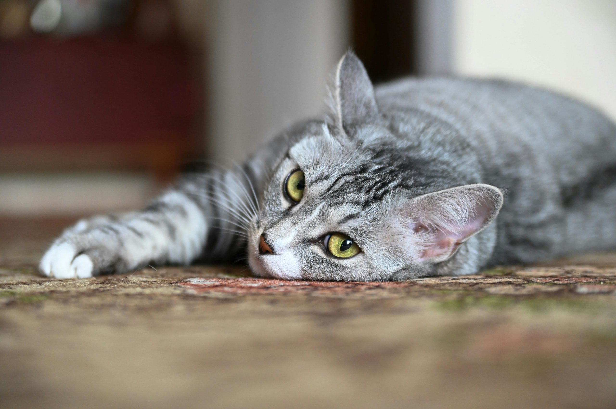 pexels oleg jakovlev 7011172 scaled Токсоплазмоз у кошек - Блог SUPERPET