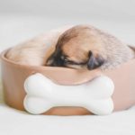 Как приучить щенка к туалету - Блог SUPERPET