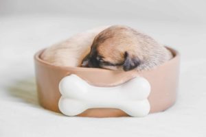 Как приучить щенка к туалету - Блог SUPERPET