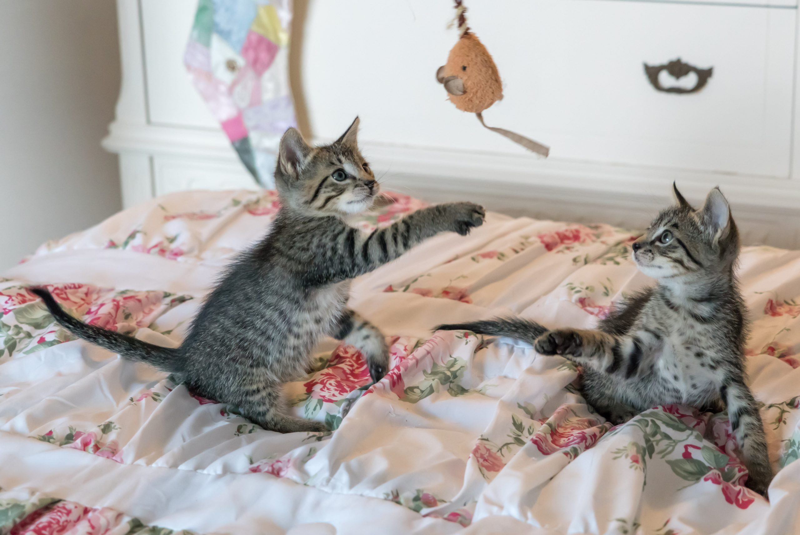 pexels pixabay 160755 scaled Как сделать игрушку для кошек своими руками - Блог SUPERPET