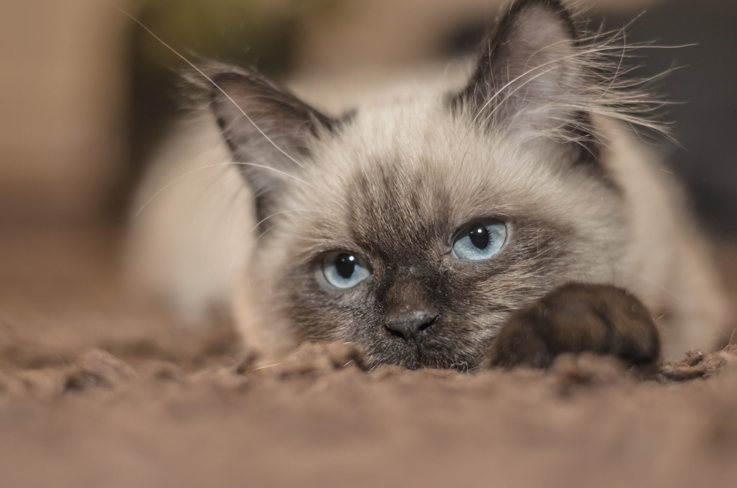 pexels pixabay 161005 scaled Чем и сколько раз в день кормить кормящую кошку: рацион питания после родов - Блог SUPERPET
