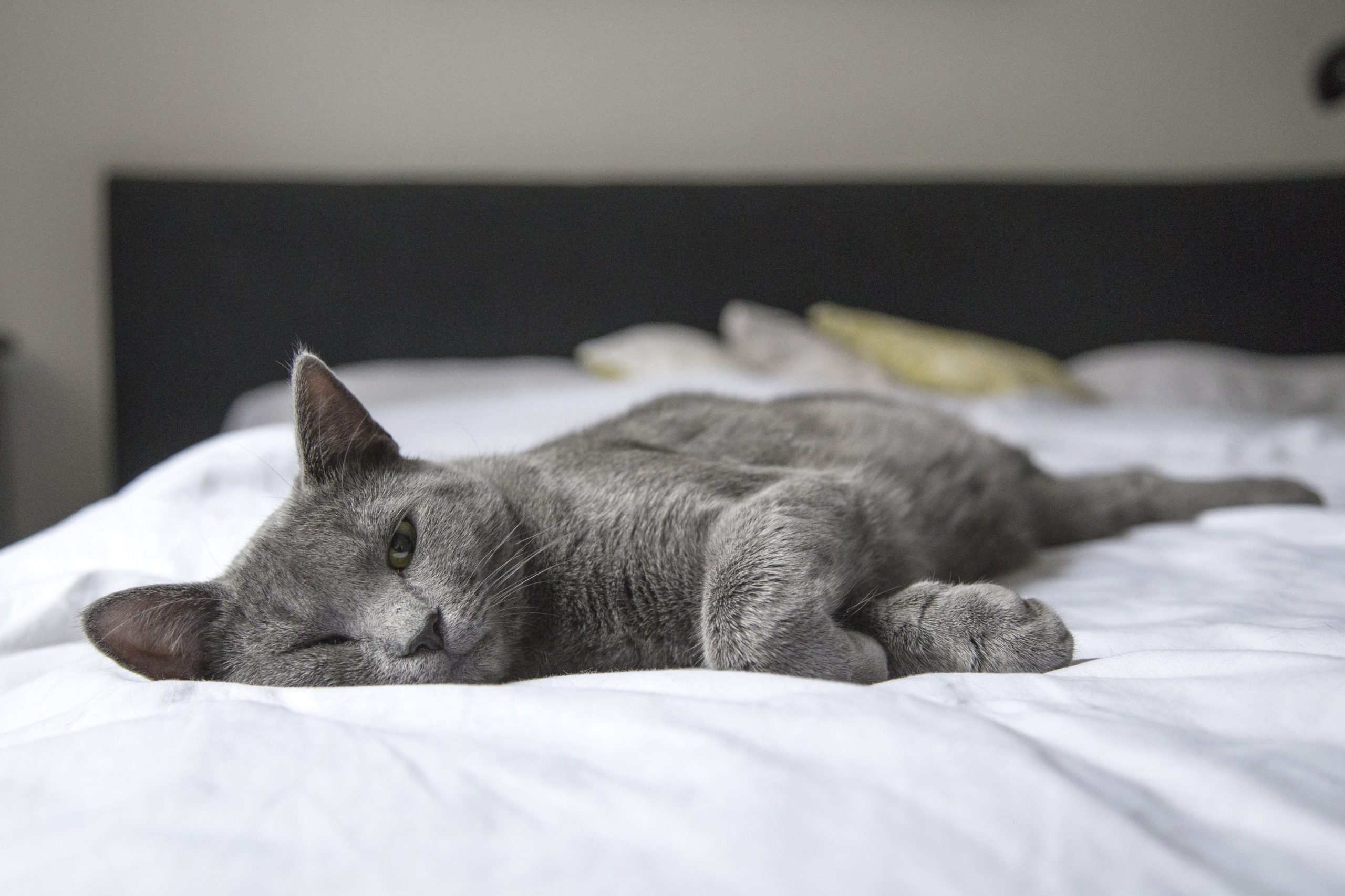pexels pixabay 236606 2 scaled Чем и сколько раз в день кормить кормящую кошку: рацион питания после родов - Блог SUPERPET