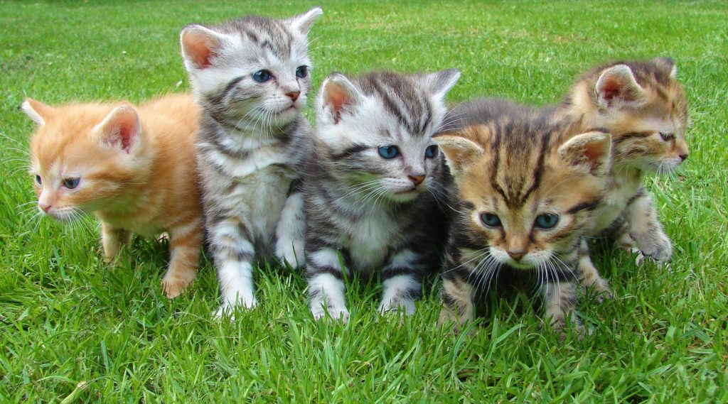 pexels pixabay 45170 Роды у кошки: как помочь любимице стать мамой - Блог SUPERPET