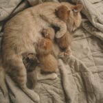 Роды у кошки: как помочь любимице стать мамой - Блог SUPERPET